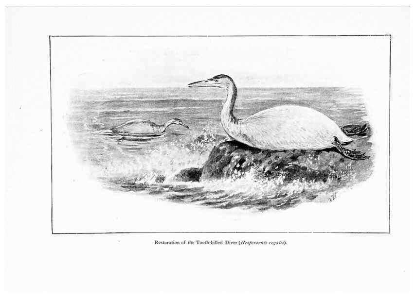Reproducción/Reproduction 7995780789: Wonders of the bird world,. New York,Frederick A. Stokes company,[1921]