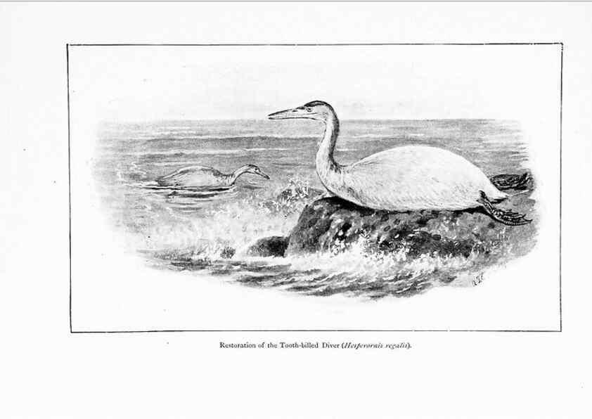 Reproducción/Reproduction 7995780789: Wonders of the bird world,. New York,Frederick A. Stokes company,[1921]