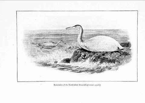 Reproducción/Reproduction 7995780789: Wonders of the bird world,. New York,Frederick A. Stokes company,[1921]