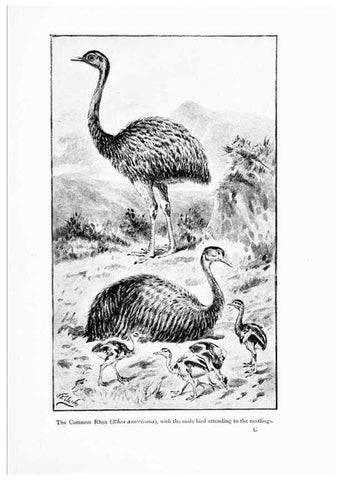 Reproducción/Reproduction 7995788274: Wonders of the bird world,. New York,Frederick A. Stokes company,[1921]