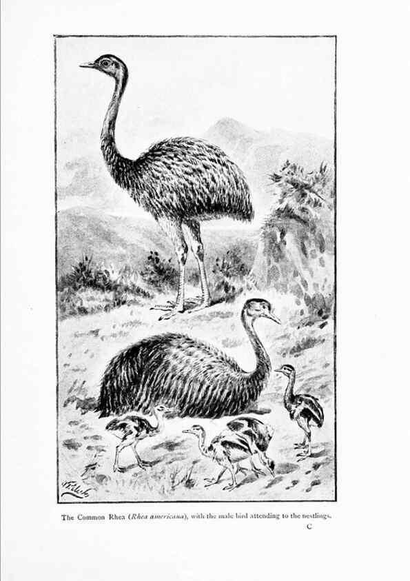 Reproducción/Reproduction 7995788274: Wonders of the bird world,. New York,Frederick A. Stokes company,[1921]