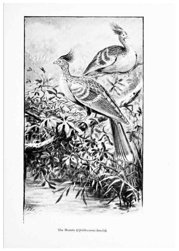 Reproducción/Reproduction 7995781951: Wonders of the bird world,. New York,Frederick A. Stokes company,[1921]