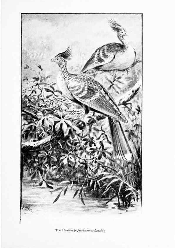 Reproducción/Reproduction 7995781951: Wonders of the bird world,. New York,Frederick A. Stokes company,[1921]
