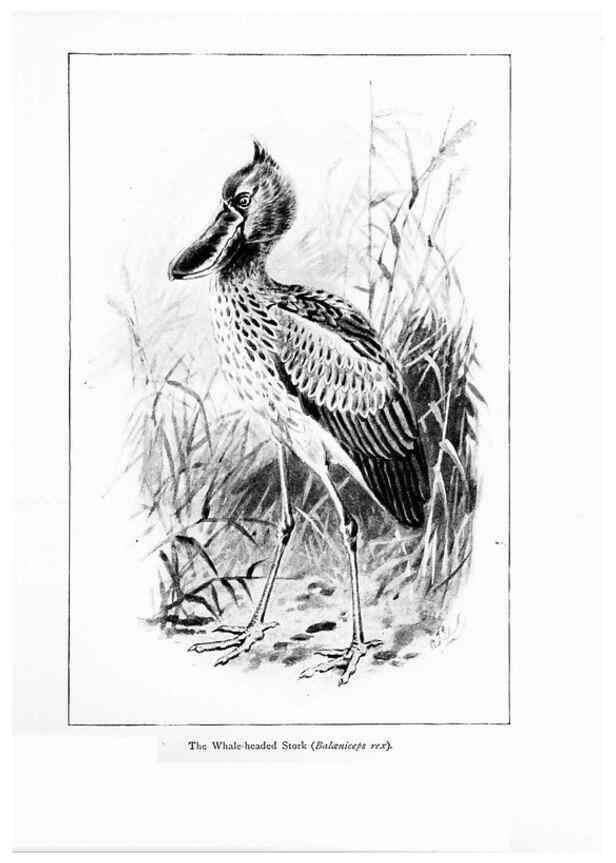 Reproducción/Reproduction 7995789942: Wonders of the bird world,. New York,Frederick A. Stokes company,[1921]