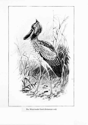 Reproducción/Reproduction 7995789942: Wonders of the bird world,. New York,Frederick A. Stokes company,[1921]