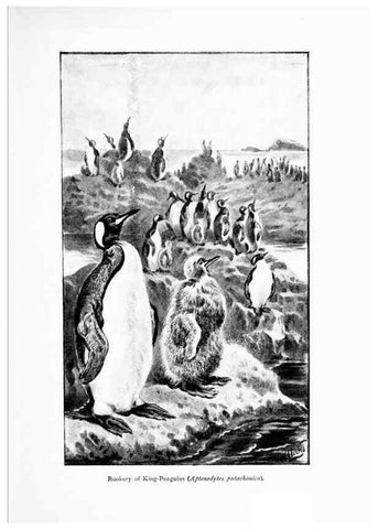 Reproducción/Reproduction 7995783643: Wonders of the bird world,. New York,Frederick A. Stokes company,[1921]