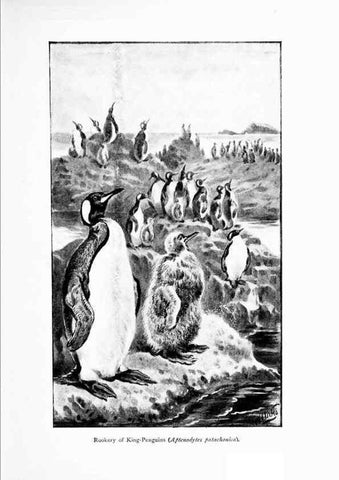 Reproducción/Reproduction 7995783643: Wonders of the bird world,. New York,Frederick A. Stokes company,[1921]
