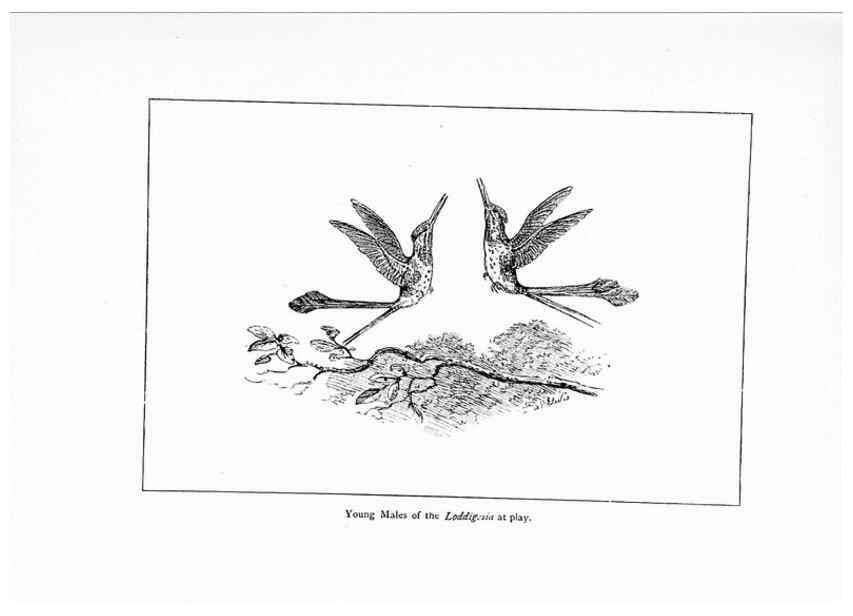 Reproducción/Reproduction 7995784075: Wonders of the bird world,. New York,Frederick A. Stokes company,[1921]