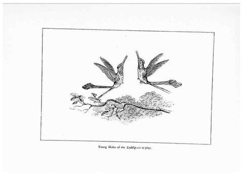 Reproducción/Reproduction 7995784075: Wonders of the bird world,. New York,Frederick A. Stokes company,[1921]