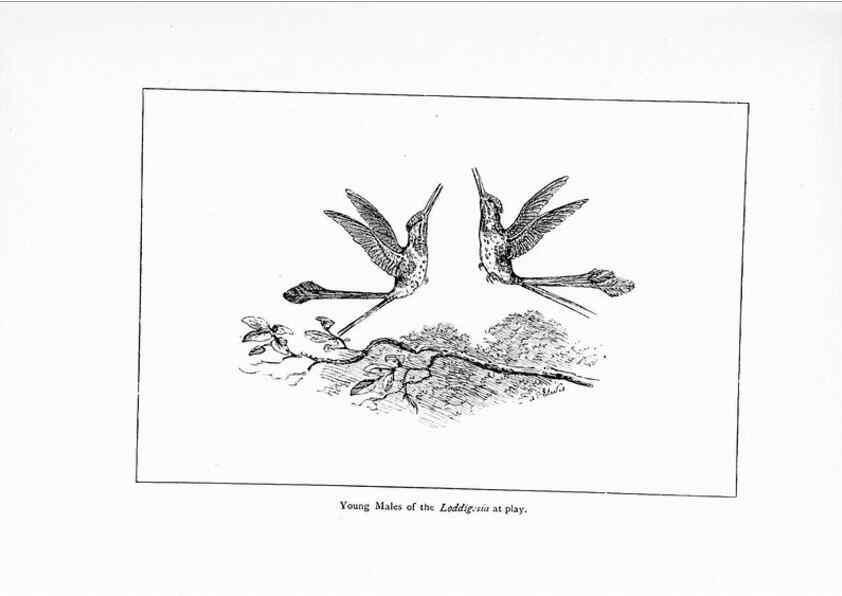 Reproducción/Reproduction 7995784075: Wonders of the bird world,. New York,Frederick A. Stokes company,[1921]