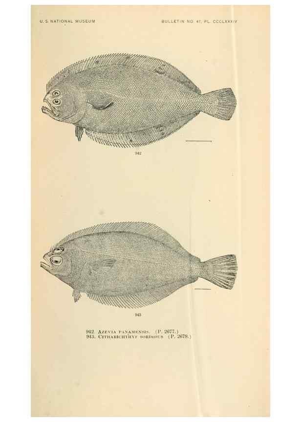 Reproducción/Reproduction 7983584394: The fishes of North and Middle America :. Washington :Smithsonian Institution, United States National Museum,1896-1900.
