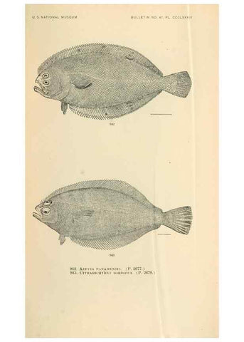 Reproducción/Reproduction 7983584394: The fishes of North and Middle America :. Washington :Smithsonian Institution, United States National Museum,1896-1900.