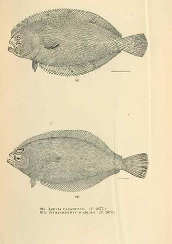 Reproducción/Reproduction 7983584394: The fishes of North and Middle America :. Washington :Smithsonian Institution, United States National Museum,1896-1900.
