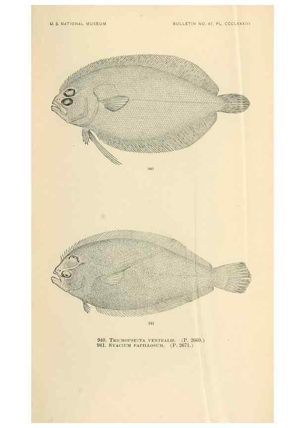Reproducción/Reproduction 7983578625: The fishes of North and Middle America :. Washington :Smithsonian Institution, United States National Museum,1896-1900.