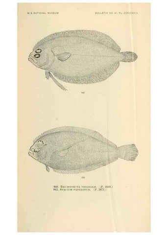 Reproducción/Reproduction 7983578625: The fishes of North and Middle America :. Washington :Smithsonian Institution, United States National Museum,1896-1900.