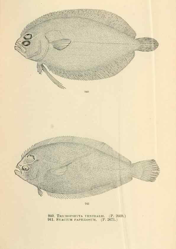 Reproducción/Reproduction 7983578625: The fishes of North and Middle America :. Washington :Smithsonian Institution, United States National Museum,1896-1900.