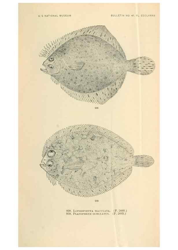 Reproducción/Reproduction 7983582998: The fishes of North and Middle America :. Washington :Smithsonian Institution, United States National Museum,1896-1900.