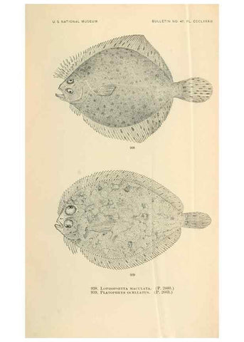 Reproducción/Reproduction 7983582998: The fishes of North and Middle America :. Washington :Smithsonian Institution, United States National Museum,1896-1900.