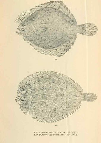 Reproducción/Reproduction 7983582998: The fishes of North and Middle America :. Washington :Smithsonian Institution, United States National Museum,1896-1900.