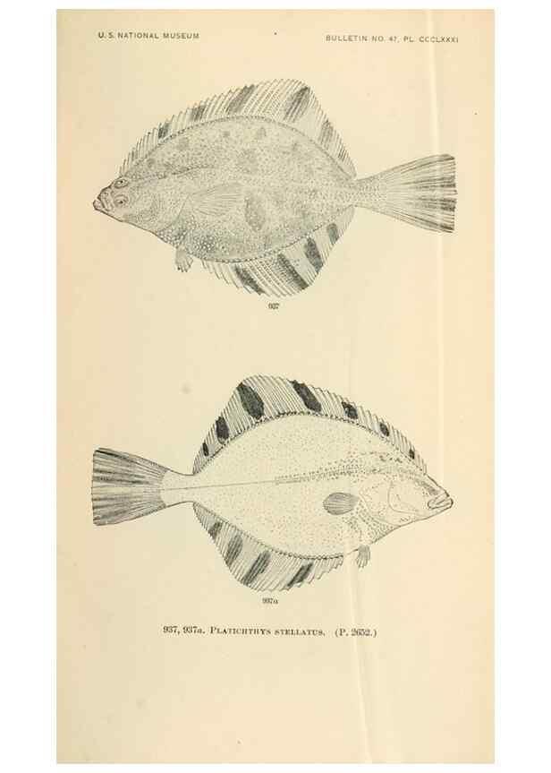 Reproducción/Reproduction 7983582386: The fishes of North and Middle America :. Washington :Smithsonian Institution, United States National Museum,1896-1900.