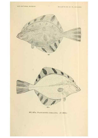 Reproducción/Reproduction 7983582386: The fishes of North and Middle America :. Washington :Smithsonian Institution, United States National Museum,1896-1900.