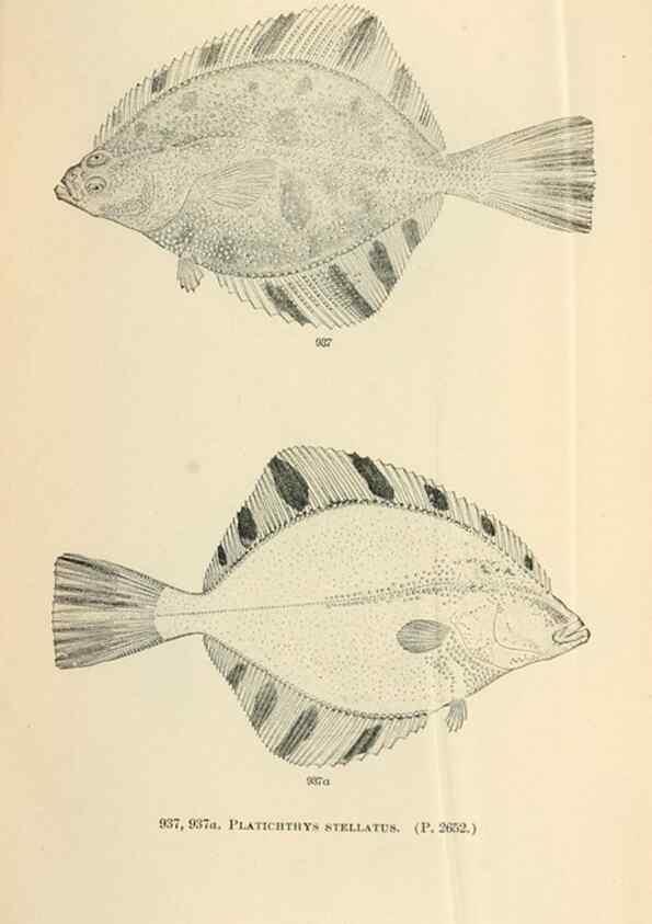 Reproducción/Reproduction 7983582386: The fishes of North and Middle America :. Washington :Smithsonian Institution, United States National Museum,1896-1900.