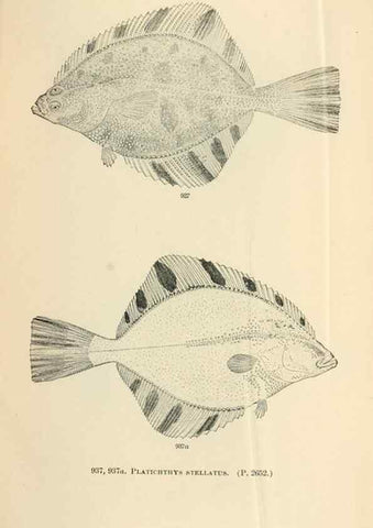 Reproducción/Reproduction 7983582386: The fishes of North and Middle America :. Washington :Smithsonian Institution, United States National Museum,1896-1900.