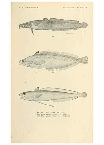 Reproducción/Reproduction 7983567061: The fishes of North and Middle America :. Washington :Smithsonian Institution, United States National Museum,1896-1900.