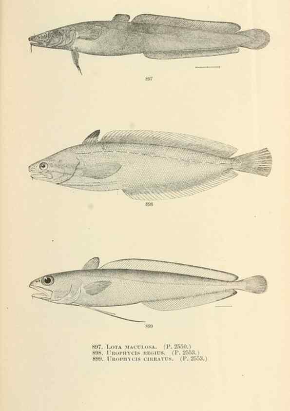 Reproducción/Reproduction 7983567061: The fishes of North and Middle America :. Washington :Smithsonian Institution, United States National Museum,1896-1900.