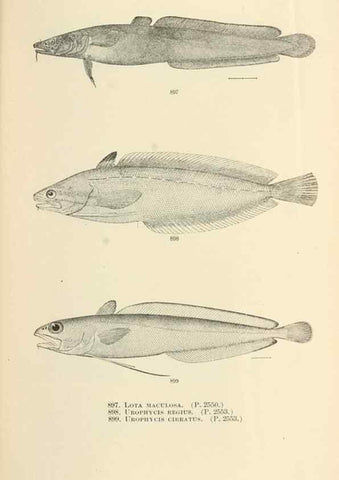 Reproducción/Reproduction 7983567061: The fishes of North and Middle America :. Washington :Smithsonian Institution, United States National Museum,1896-1900.