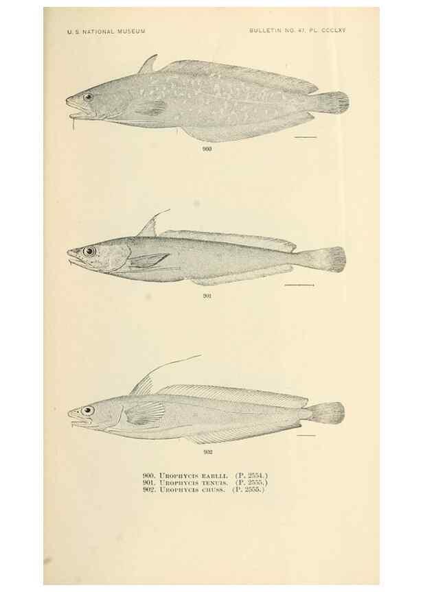 Reproducción/Reproduction 7983567763: The fishes of North and Middle America :. Washington :Smithsonian Institution, United States National Museum,1896-1900.