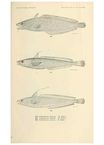 Reproducción/Reproduction 7983567763: The fishes of North and Middle America :. Washington :Smithsonian Institution, United States National Museum,1896-1900.