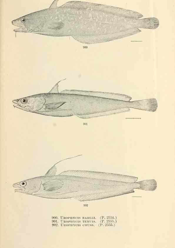 Reproducción/Reproduction 7983567763: The fishes of North and Middle America :. Washington :Smithsonian Institution, United States National Museum,1896-1900.
