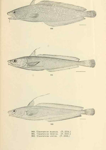 Reproducción/Reproduction 7983567763: The fishes of North and Middle America :. Washington :Smithsonian Institution, United States National Museum,1896-1900.