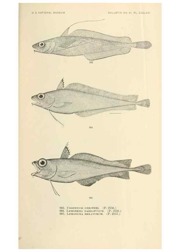 Reproducción/Reproduction 7983573158: The fishes of North and Middle America :. Washington :Smithsonian Institution, United States National Museum,1896-1900.