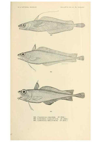 Reproducción/Reproduction 7983573158: The fishes of North and Middle America :. Washington :Smithsonian Institution, United States National Museum,1896-1900.