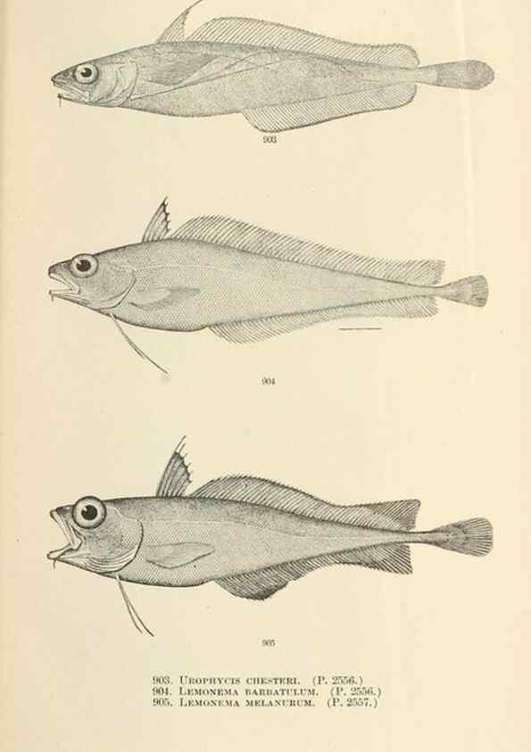 Reproducción/Reproduction 7983573158: The fishes of North and Middle America :. Washington :Smithsonian Institution, United States National Museum,1896-1900.