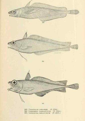 Reproducción/Reproduction 7983573158: The fishes of North and Middle America :. Washington :Smithsonian Institution, United States National Museum,1896-1900.