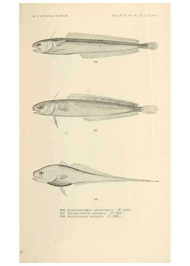 Reproducción/Reproduction 7983568865: The fishes of North and Middle America :. Washington :Smithsonian Institution, United States National Museum,1896-1900.