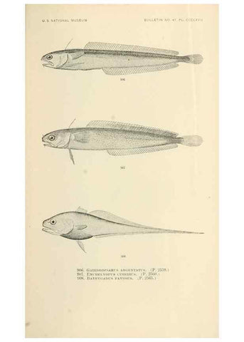 Reproducción/Reproduction 7983568865: The fishes of North and Middle America :. Washington :Smithsonian Institution, United States National Museum,1896-1900.