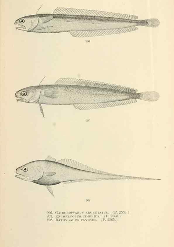 Reproducción/Reproduction 7983568865: The fishes of North and Middle America :. Washington :Smithsonian Institution, United States National Museum,1896-1900.