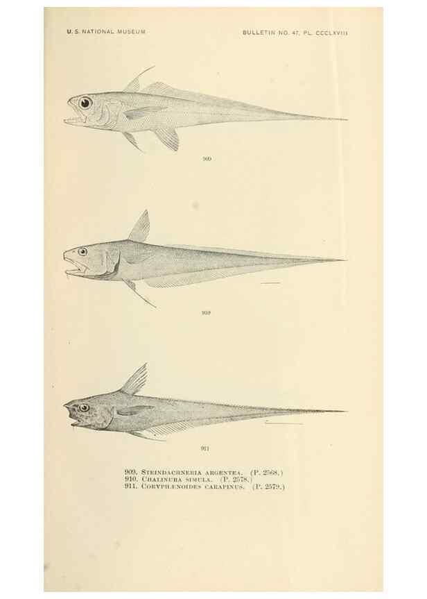 Reproducción/Reproduction 7983569339: The fishes of North and Middle America :. Washington :Smithsonian Institution, United States National Museum,1896-1900.