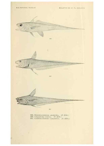 Reproducción/Reproduction 7983569339: The fishes of North and Middle America :. Washington :Smithsonian Institution, United States National Museum,1896-1900.