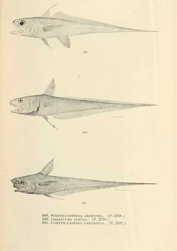 Reproducción/Reproduction 7983569339: The fishes of North and Middle America :. Washington :Smithsonian Institution, United States National Museum,1896-1900.