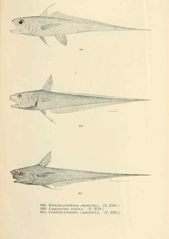 Reproducción/Reproduction 7983569339: The fishes of North and Middle America :. Washington :Smithsonian Institution, United States National Museum,1896-1900.