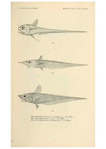 Reproducción/Reproduction 7983569845: The fishes of North and Middle America :. Washington :Smithsonian Institution, United States National Museum,1896-1900.