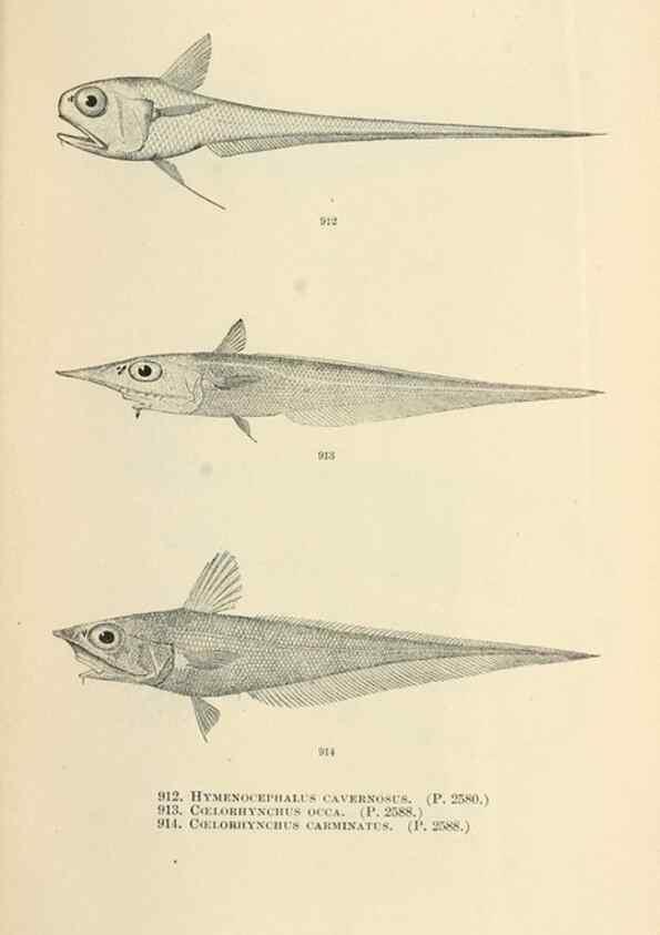 Reproducción/Reproduction 7983569845: The fishes of North and Middle America :. Washington :Smithsonian Institution, United States National Museum,1896-1900.
