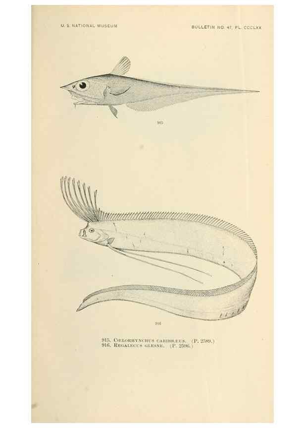 Reproducción/Reproduction 7983575514: The fishes of North and Middle America :. Washington :Smithsonian Institution, United States National Museum,1896-1900.