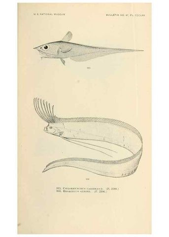 Reproducción/Reproduction 7983575514: The fishes of North and Middle America :. Washington :Smithsonian Institution, United States National Museum,1896-1900.