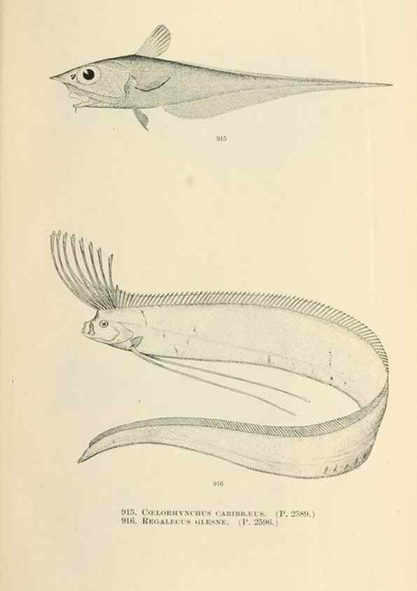 Reproducción/Reproduction 7983575514: The fishes of North and Middle America :. Washington :Smithsonian Institution, United States National Museum,1896-1900.
